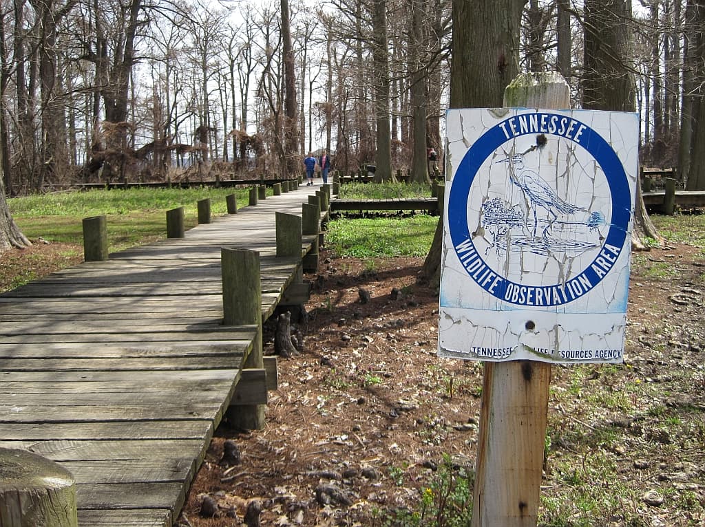 The cypress boardwalk at Reelfoot Lake State Park in Tennessee