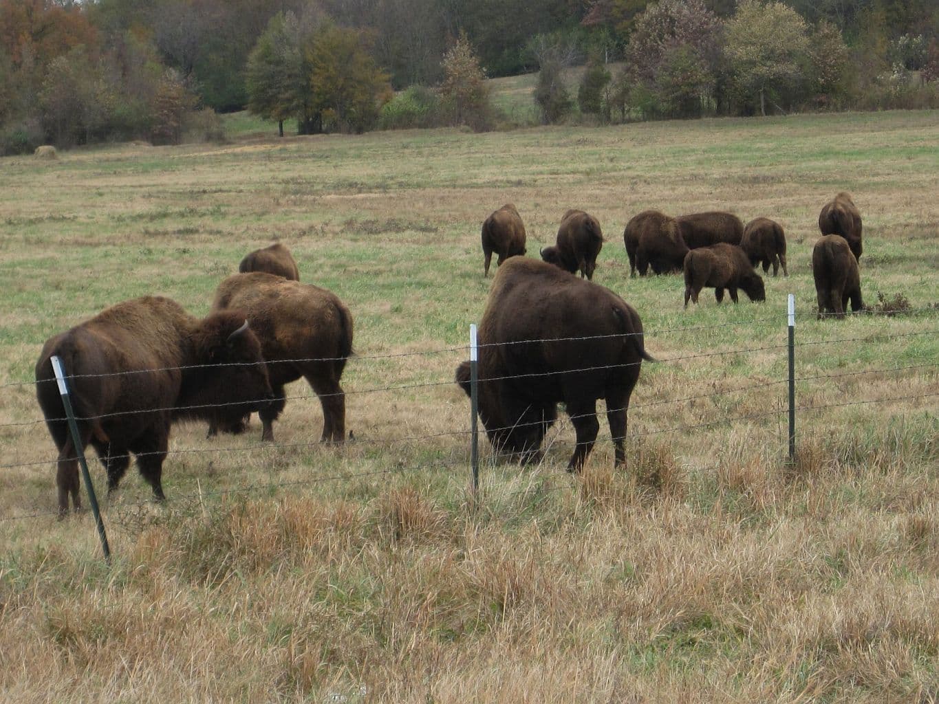 The buffalo herd grazing at Shelby Farms Park in Memphis