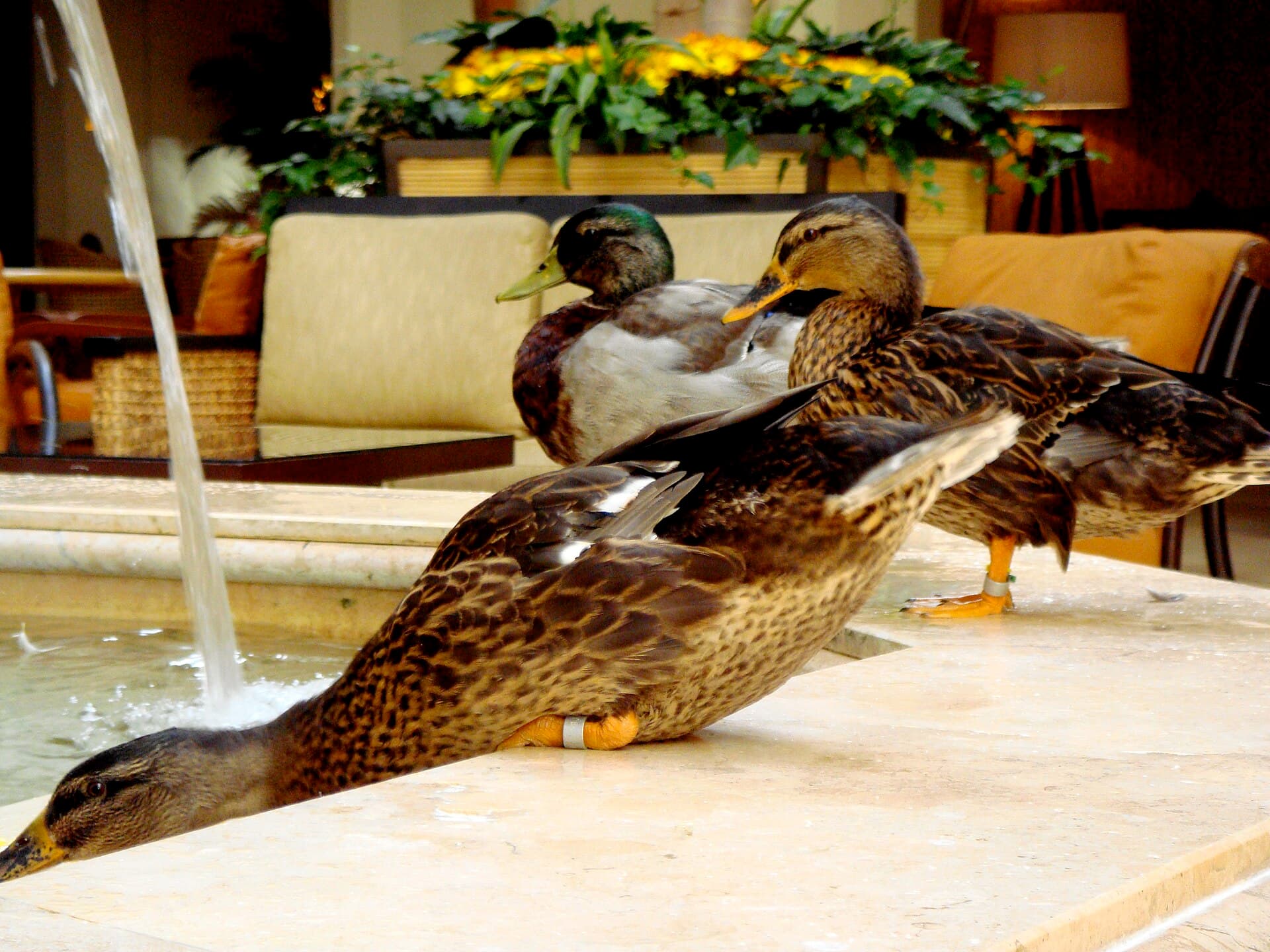 The famous Peabody ducks at the lobby fountain of The Peabody Memphis
